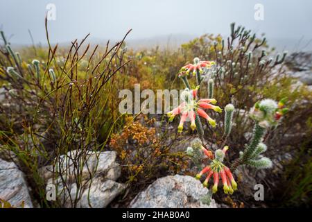 Masson's heath (Erica Massoni) flower. Kogelberg Nature Reserve, Whale Coast, Overberg, Western Cape, South Africa. Stock Photo