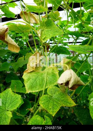 Cucumber leaves are affected by powdery mildew. Plant leaf disease. Cucumber  disease. False powdery mildew Stock Photo - Alamy