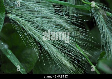 Water drops on fresh grass after rain.Green nature concept, organic biologic plants growing.Fresh green spikelet. wheat grass closeup. plant of rye. Stock Photo