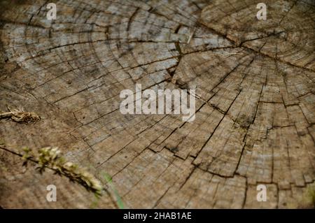 Wood texture cut tree trunk. Background, lumber. Stock Photo
