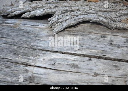 Dead wood on coast. Close up abstract image of a section of dead wood showing pattern structure Stock Photo