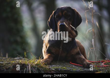 A German Wirehaired Pointer dog sitting on the ground Stock Photo