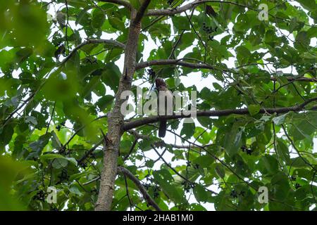 Striated laughingthrush or Garrulax striatus bird perched on tree branch in natural green background in foothills of himalaya uttarakhand india Stock Photo