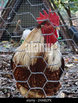 a closeup of a rooster through a link chain fence Stock Photo