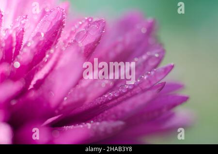 Beautiful macro photo of an aster flower with water droplets on the petals. Stock Photo
