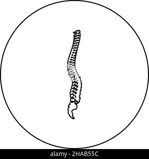 Spinal vertebral column spine backbone icon in circle round black color vector illustration image outline contour line thin style simple Stock Vector