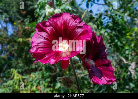 Common Hollyhock (Alcea rosea) plant and flower in early Autumn in West Sussex, England, UK.