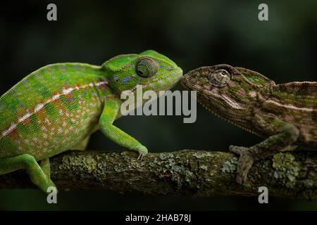 Carpet Chameleon - Furcifer lateralis, beautiful colored lizard from African bushes and forests, endemic to Madagascar. Stock Photo