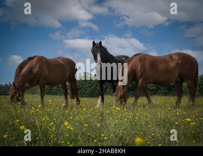 suffolk punch and shire horses Stock Photo