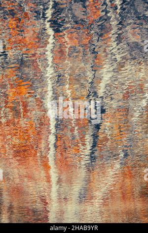 A beautiful piece of fine art photography depicting silver birch trees in autumn using intentional camera movement for impressionist painterly effect. Stock Photo