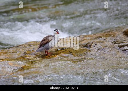 An adult drake Torrent Duck of the Peruvian race (Merganetta armata leucogenis) perched on a rock on the eastern slope of the Andes in Ecuador Stock Photo