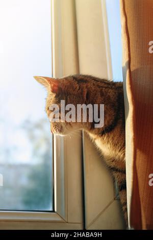 Cute cat on windowsill looks out from behind curtain. Curious pussycat watch through window at street life. Pet in room. Domestic furry animal. Stock Photo