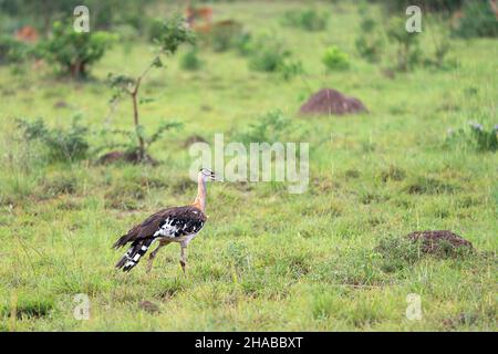 Stanley bustard (Neotis denhami); Murchison Falls National Park; Uganda Stock Photo