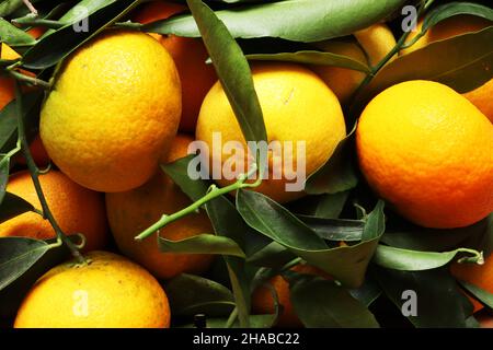 Photography of a bunch of Corsican clementines on slate background for food illustrations Stock Photo