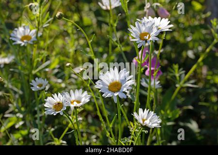 Oxeye Daisy (Leucanthemum vulgare), Group of flowering heads front facing.  Growing, left as island of colour and biodiversty by the mower, in rural, Stock Photo