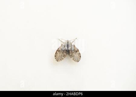 Drain fly Clogmia Albipunctata on a white tile background Stock Photo
