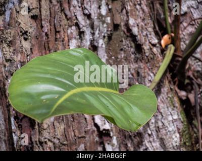 Tree covered with bromeliad found in the Amazon jungle. Bromeliads are plants that are adapted to different climates. Amazonia. Brazil, South America. Stock Photo