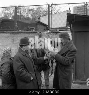 Warszawa, 1969-10-01. Konie na targu ¿ywnoœci w Warszawie. Nz. ogladanie konia. mb  PAP/Boles³aw Miedza    Dok³adny dzieñ wydarzenia nieustalony.      Warsaw, Oct. 1, 1969. Horses at a food market in Warsaw. Pictured: looking at a horse.  mb  PAP/Boleslaw Miedza Stock Photo