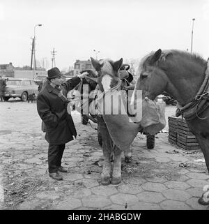 Warszawa, 1969-10-01. Konie na targu ¿ywnoœci w Warszawie. Nz. Konie zaprzêgniête do wozu. mb  PAP/Boles³aw Miedza    Dok³adny dzieñ wydarzenia nieustalony.      Warsaw, Oct. 1, 1969. Horses at a food market in Warsaw. Pictured: a horse harnassed to a cart.  mb  PAP/Boleslaw Miedza Stock Photo