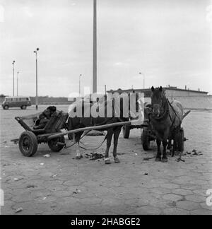 Warszawa, 1969-10-01. Konie na targu ¿ywnoœci w Warszawie. Nz. konie zaprzêgniête do wozów. mb  PAP/Boles³aw Miedza    Dok³adny dzieñ wydarzenia nieustalony.      Warsaw, Oct. 1, 1969. Horses at a food market in Warsaw. Pictured: horses harnassed to a cart.  mb  PAP/Boleslaw Miedza Stock Photo