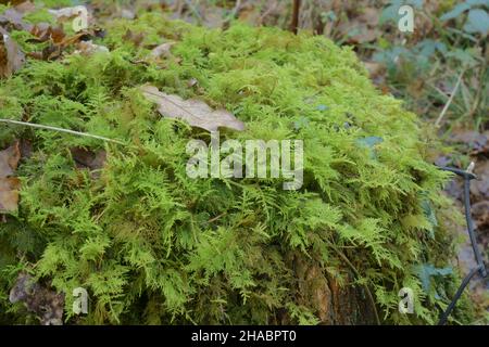 Common Tamarisk moss growing on a tree stump. Stock Photo