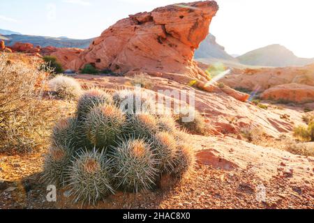 Johnson's beehive cactus (Echinomastus johnsonii) in american desert, Nevada, USA Stock Photo