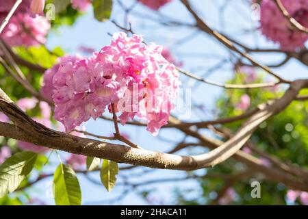 beautiful blooming Tabebuia Rosea or Tabebuia Chrysantha Nichols horizontal composition Stock Photo