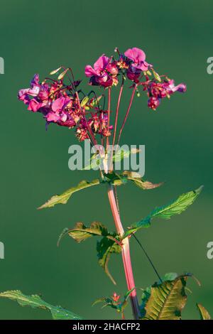 Himalayan Balsam, (Impatiens glandulifera), in flower, Lower Saxony, Germany Stock Photo