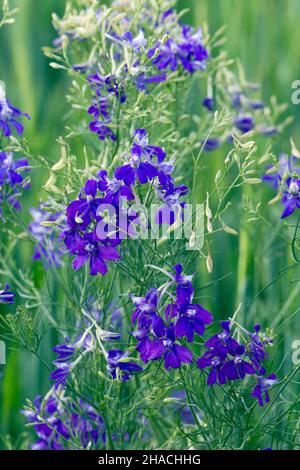 forking larkspur, Consolida regalis) or rocket-larkspur, flowering, Lower Saxony, Germany Stock Photo