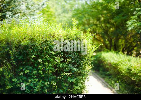 Trimmed green bushes in the park. Stock Photo
