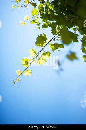 Vine branches against the blue sky in the rays of the sun. Stock Photo