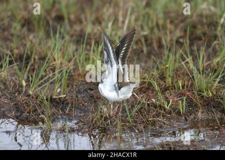 common sandpiper migrate to the UK to breed along rivers, streams, reservoirs, lakes and waterways.  A small wader that has declined in the UK. Stock Photo