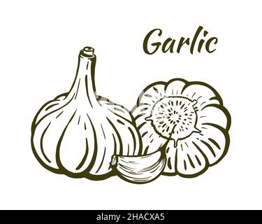Garlic still life sketch, hand-drawn. Heads of garlic and one clove. Illustration isolated on white background. Vector. Stock Vector