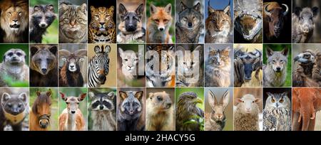 Close up collage of 33 portraits of animals and birds Stock Photo