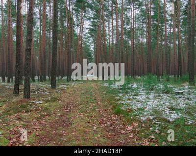 Tall pine forest. Tall, long slender trunks. The ground is covered with moss. It's winter. The ground is covered with a thin layer of snow in places. Stock Photo