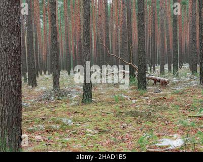 Tall pine forest. Tall, long slender trunks. The ground is covered with moss. It's winter. The ground is covered with a thin layer of snow in places. Stock Photo