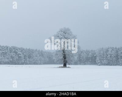 Vast flat terrain, fields and meadows. A large, lonely oak grows in the center. It is a winter day, the branches and the ground are covered with a bla Stock Photo