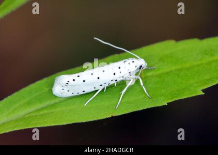 Yponomeuta or formerly Hyponomeuta malinellus the apple ermine, is a moth of the family Yponomeutidae pest in orchards. Stock Photo