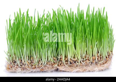 Fresh green grass sprouted grains with roots isolated on white background. Stock Photo