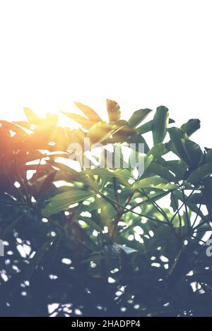 Natural background of green leaves. Background leaves green. sunlight leaf.White background. Alstonia scholaris Stock Photo