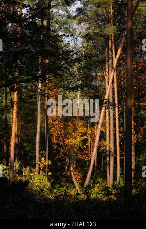 Scenic sunset in the middle of autumn forest wilderness. Stock Photo