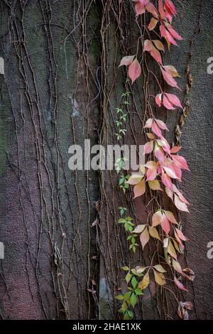 Climbing plants on a tombstone in autumn. Stock Photo