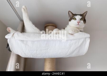 fat cat scratching post