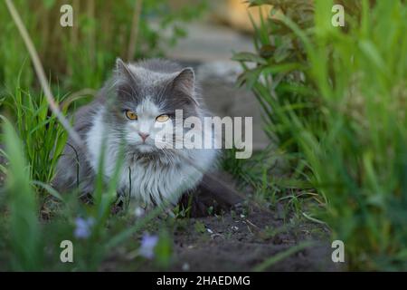 Cat lying through a patch of flowers. Cat is lying in the garden. Pretty happy cat lying on a plants background Stock Photo