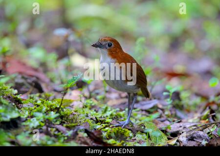 An adult White-bellied anpitta (Grallaria hypoleuca) in forest on the eastern slope of the Andes in Ecuador Stock Photo