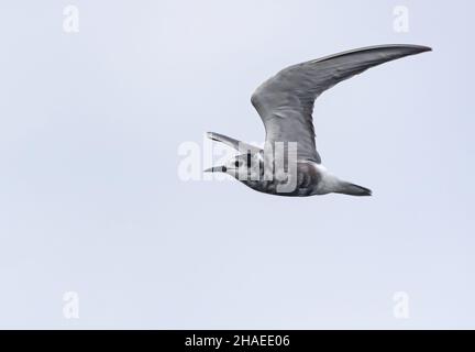 Black tern (Chlidonias niger) flies in light sky with lifted wings Stock Photo