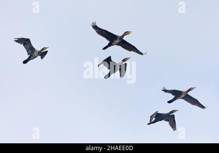 Flock of Great cormorants (Phalacrocorax carbo) in flight together over light sky Stock Photo