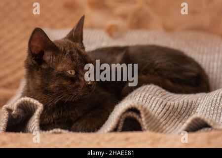 Little cat on a pastel colored pillow. Concept stay home. Kitten relaxing on soft grey knitted background. Stock Photo
