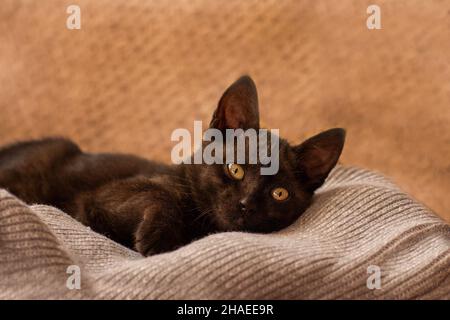 Portrait of kitten sleeps on the sofa. Little cat is snuggled up in soft bed while trying to sleep. Stock Photo