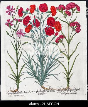 Red Carnation and Lavender (Carnation; Caryophyllus) – Art by Basilius Besler (1561–1629) Stock Photo